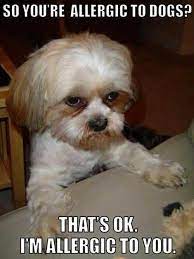 25 Pics Funny Dog Memes To Cheer You Up On A Bad Day Lovely Animals World Dog Quotes Funny Funny Dog Memes Funny Dogs