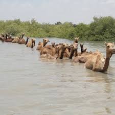 A camel with two humps is called a bactrian camel.one hump is called a dromedary. High And Dry Will India S Swimming Camels Be The Last Of Their Kind India The Guardian