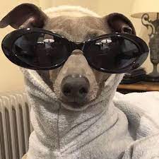 Pin By Annghlonti On Fₑₑₗz Funny Animal Pictures Funny Dog Memes Cute Funny Animals