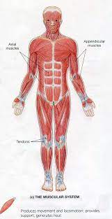 _ muscles are a group of muscles deep to the upper and lower back muscle. Https Www Uc Edu Content Dam Uc Ce Images Olli Page 20content Muscular 20system 20s Pdf