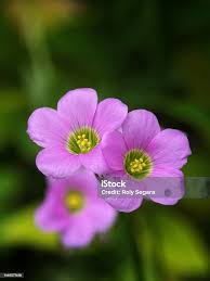Image result for Oxalis latifolia