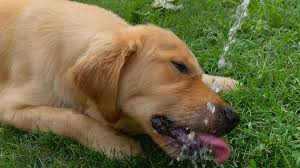 Come join the discussion about breeds, training, puppies, food reviews, service. Oregon S Heat Wave Death Toll Reaches 107 In Mass Casualty Event Abc News