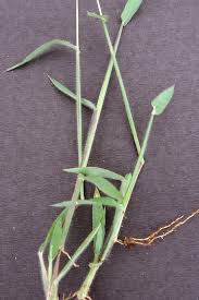 Image result for Digitaria longiflora