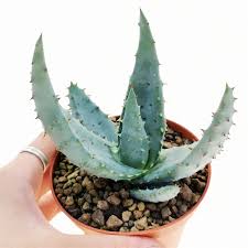 Image result for Aloe aculeata × ortholopha