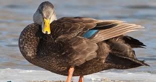Black And Yellow Duckling American Black Duck Duck Photo Dabbling Duck Duck