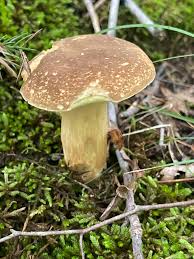 Image result for Boletus variipes