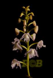 Image result for Polystachya cultriformis