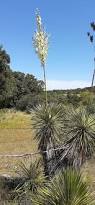 Image result for Yucca