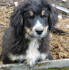 Check spelling or type a new query. Bernese Mountain Dog X Newfoundland Puppies Ferryhill County Durham Pets4homes