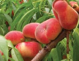 Peach Varieties Adams County Nursery