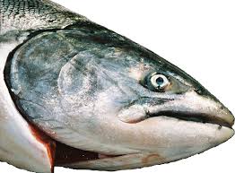Fresh Salmon Buying Tips How To Buy Fresh Salmon Clean Salmon Search more hd transparent salmon image on kindpng. fresh salmon buying tips how to buy