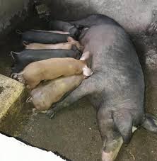 Gambar babi ternak paling hist download now gambar babi domestik babi. Download 64 Gambar Babi Terbaik Gratis