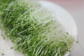 Image result for RAU MẦM CẢI XANH