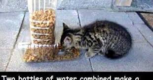 Diy Cat Feeder You Can Also Call This At Lease Where I Live A Raccoon Feeder Pet Food Dispenser Food Animals Diy Plastic Bottle