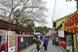 Your cherry bottom stock images are ready. Cherry Blossom Report 2011 Yoshino Report