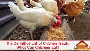 the definitive list of chicken treats what can chickens eat