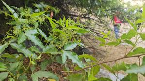 Image result for Searsia rogersii
