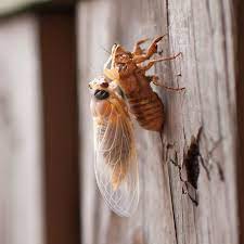The sound is intensified by the cicada's mostly hollow abdomen. Why Do Cicadas Molt Cicada Exoskeletons Explained By Experts
