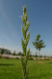 Image result for Lolium multiflorum