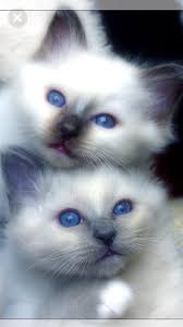 Derya Uysal Adli Kullanicinin Poncik Panosundaki Pin Cute Kittens Cok Sirin Hayvanlar Kedi Kopek
