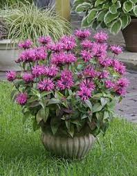 Pin On Gardening