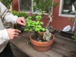 We did not find results for: March 2016 Gardening Tips For The Santa Cruz Mountains