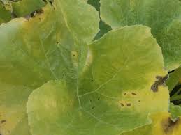 Maybe you would like to learn more about one of these? My Pumpkin Leaves Are Turning Yellow And Brown Most Of Them Near The Center What Could Be Causing This Gardening