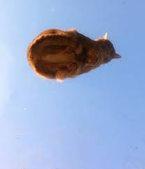 Cat sitting curiously under the table, grey cat animal scottish cute cat sweet, big head. 17 Slightly Disturbing Photos Of Cats On Glass