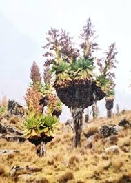 Image result for Dendrosenecio