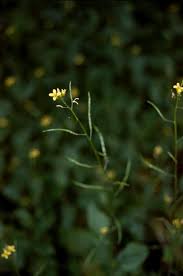 Image result for Erucastrum arabicum