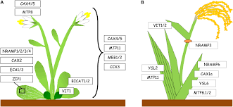 Toxicity might occur when manganese tissue levels are. Frontiers Manganese In Plants From Acquisition To Subcellular Allocation Plant Science