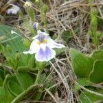 Image result for Craterostigma