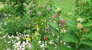 Image result for Asclepias palustris
