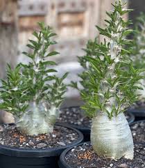 Image result for Pachypodium saundersii
