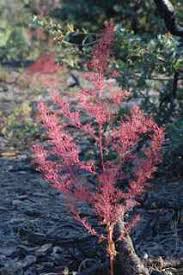 Image result for Chenolea diffusa
