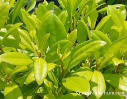 Flowering shrubs flowers plants shrubs summer gardening gardening summer ideas. Evergreen Shrubs Georgia Southern Gardens Kinsey Family Farm
