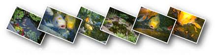 Aquascape is een kunst opzich. Meyer Aquascapes Services Oh Fish Ponds Fountains Waterfalls Maintenance Harrison Ohio Pond Contractor Services