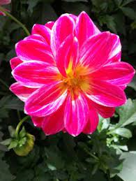 magnifique dahlia fleurs dahlia jardins