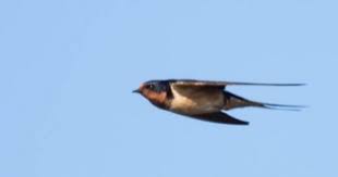 Backyard Birds Of Central Florida Central Florida Backyard Bird Identification Backyard Birds Bird Identification Bird