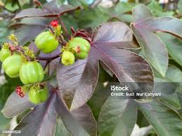 Image result for Jatropha gossypiifolia