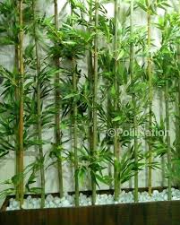 Black Bamboo Plants For Sale Gauteng Bamboozled Bamboo Pants Shop These Beautiful Bamboo Plant A Made To Fit Great Space And Beautify It Even More Officedecor Bamboo Plants Plants Pollination