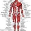Learn about anatomy pictures with free interactive flashcards. Https Encrypted Tbn0 Gstatic Com Images Q Tbn And9gcrbdz9gdktkknit 7w2hbn40fmote250ojlum 26xfjpsw49ebj Usqp Cau