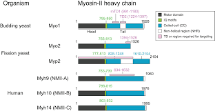 Telophase is the next shortest; Frontiers Comparative Analysis Of The Roles Of Non Muscle Myosin Iis In Cytokinesis In Budding Yeast Fission Yeast And Mammalian Cells Cell And Developmental Biology