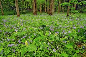 We did not find results for: Meadow Of Blue Phlox Phlox Divaricata And Yellow Trillium Trillium Luteum On Forest Floor At White Oak Sinks Great Smoky Mountains National Park Tennessee Stock Photo Dissolve