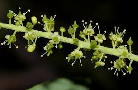 Image result for Opilia amentacea