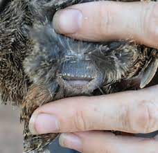 Some Basics On Keeping Japanese Coturnix Quail Steemit