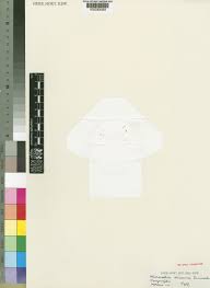 Image result for Microcoelia stolzii