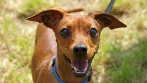 Do Dogs Know Their Name Tailslife Blog