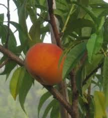 Choose two or three branches growing from the main lateral scaffold branches to form secondary lateral branches. University Of Florida Develops New Peach Tree Variety Called Uf Sun Apieceofgarden