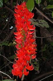 Image result for Lomariopsis guineensis